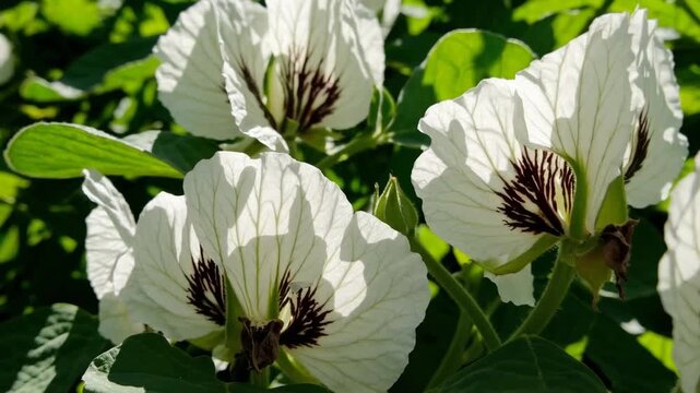 The blossom of leguminous plant commonly grown for its edible seeds