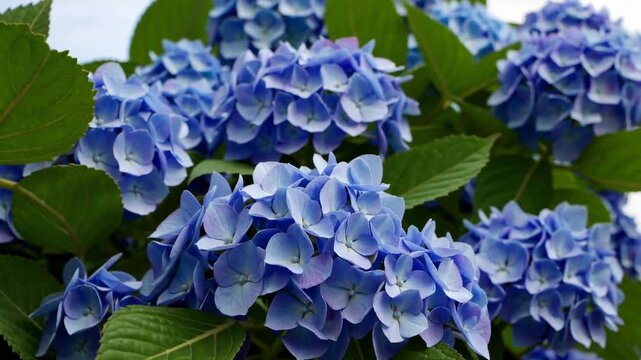Vibrant blue hydrangeas bloom in a sunny garden showcasing nature's beauty near a peaceful landscape
