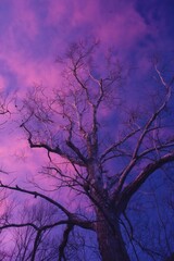 A leafless tree with sprawling branches against a vibrant purple - pink hued sky, creating a serene natural scene.