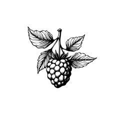 A meticulously etched illustration of a ripe raspberry exhibiting intricate detail and organic