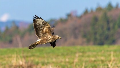 Fototapeta premium A brown hawk in flight over a field, wings outstretched