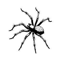 Detailed arachnid illustration showcasing eight spindly legs and textured abdomen on pristine