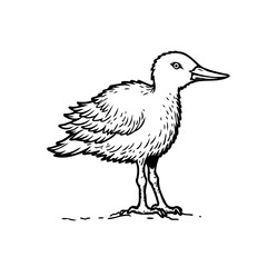 Elegant avian illustration: a juvenile bird rendered in simple yet captivating lines showcasing
