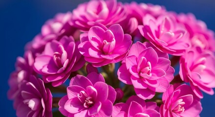 Obraz premium A vivid close-up captures a vibrant cluster of pink flowers in full bloom against a blue background, showcasing nature's beauty.