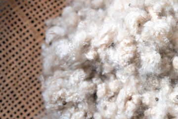 Kapok, tropical cotton fruit used for fiber and seed