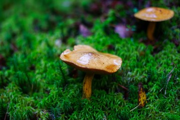 Capercaillie mushrooms growing in moss