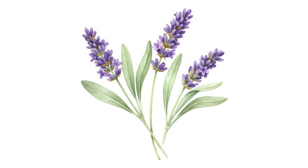 Naklejka premium Watercolor illustration of lavender flowers with leaves on a white background