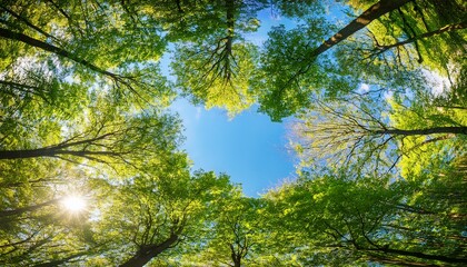 Obraz premium forest canopy blue sky sunlit trees