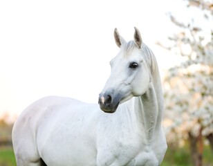 Obraz premium A white horse stands calmly in a blossoming orchard, its coat gleaming softly