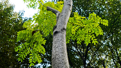Close-up view of the suren tree (Toona sureni) in the tropical forest, Manggala Wanabakti Arboretum, Jakarta