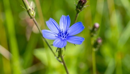 Fototapeta premium A vibrant blue wildflower blossoms amidst a blurred green field