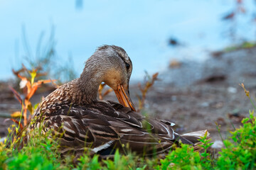 A brown duck is sitting in the grass near the water, with its head turned back, preening its feathers. The golden light of the sun illuminates its neck and beak.