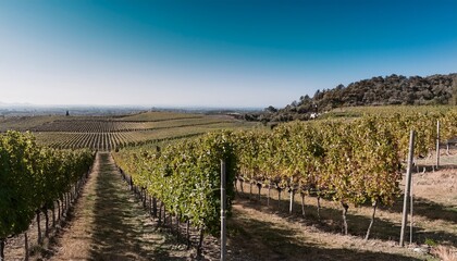 Fototapeta premium simple line drawing of a vineyard featuring rows of grape vines