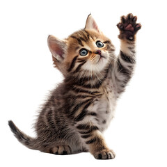 Naklejka premium Adorable Tabby Kitten with Raised Paw Playful Expression Brown and Cream Fur Blue Eyes Cute Pet Animal