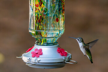 hummingbird in flight at a light blue feeder