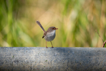 Female fairy wren posing