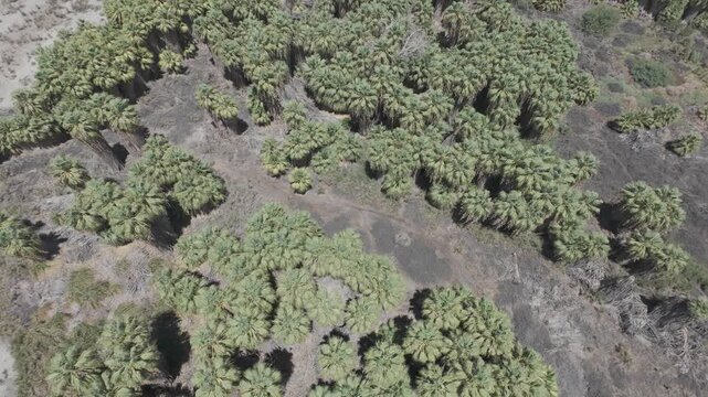 Raw D-Log Drone Footage of Palm Tree Oasis in California Desert
