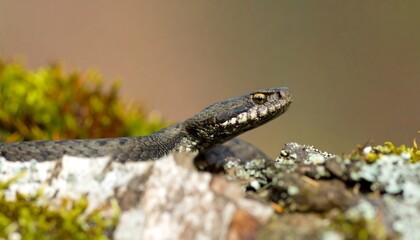 Naklejka premium Adder Snake on Mossy Log, Forest Habitat