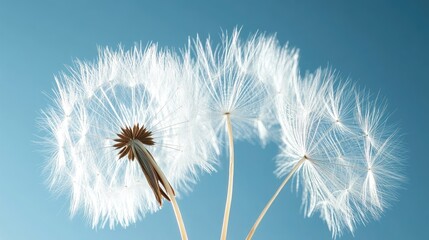 Delicate Dandelion Seeds Against a Clear Sky, A Close-Up Celebration of Nature's Beauty