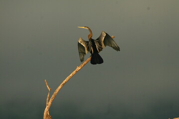 The Oriental darter (Anhinga melanogaster) is a water bird It has a long and slender neck with a straight, pointed bill , it hunts for fish while its body is submerged in water.