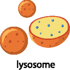 Colorful Vector Illustration of Lysosome Structure