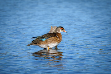 A colorful female wood duck stands in brilliant blue water. She has a distinctive white eye ring and an orange beak, with vibrant blue feathers on her wings. Her reflection shimmers below