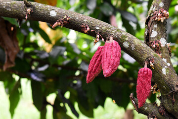 cocoa on tree