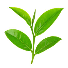 Obraz premium Emerald Green Tea Leaves: A close-up shot of fresh, vibrant green tea leaves, showcasing the delicate textures and natural beauty of this prized botanical.