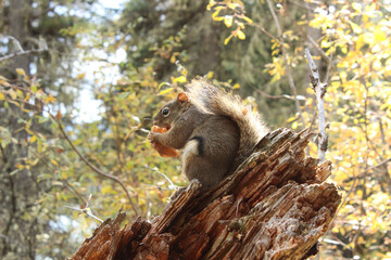 Squirrel eating a pine cone at William A. Switzer Provincial Park in Alberta