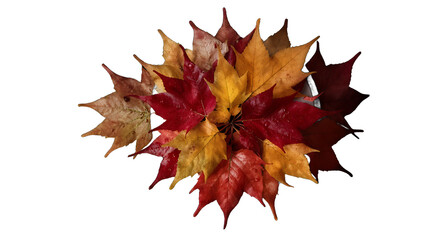 Obraz premium Vibrant Autumn Leaves on Dark Background with Water Droplets