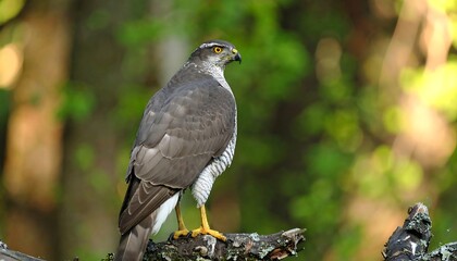 Obraz premium A Northern Goshawk perches on a branch, its gaze directed to the right, set against a softly blurred woodland background