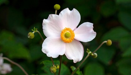 Delicate Pink Anemone Bloom.