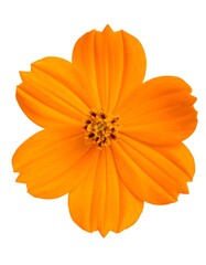 Orange Cosmos Flower, Close-up Studio Shot