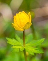 Close-up of a vibrant yellow flower bud with green foliage, softly blurred background