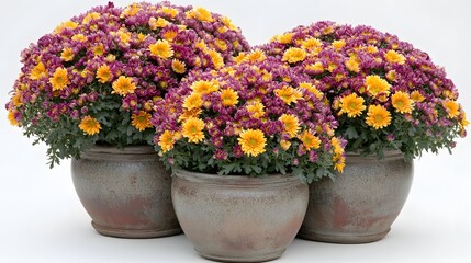 Vibrant Purple and Yellow Chrysanthemum Potted Plants
