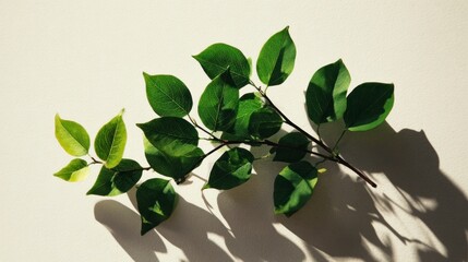 Fototapeta premium Green leaves branch nature photo