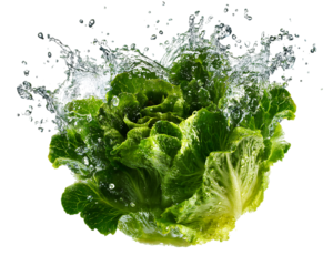 Fresh Green Butter Lettuce Head Splashed With Water Against Transparent Background, PNG