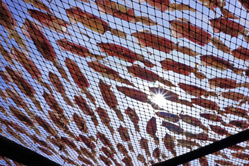 drying squid on the net