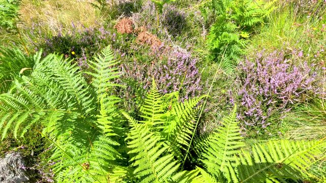 Fern Fronds Swaying in Scottish Highland Meadow