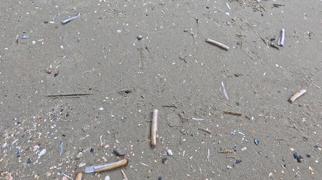 Slow Downward Pan Over Seashells and Sand on Shoreline