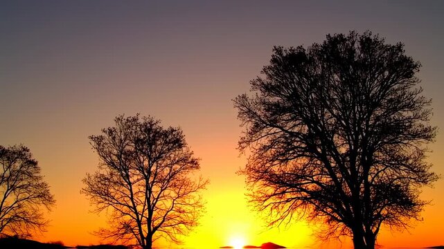 Silhouettes of leafless trees against a vibrant sunset sky