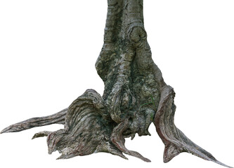 tree roots and trunks