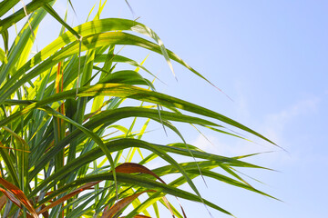 Fresh green sugarcane leaves reaching toward the blue sky.