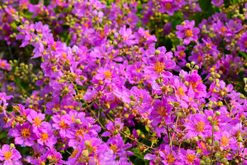 Lagerstroemia speciosa, Queen's crape myrtle , Pride of India.