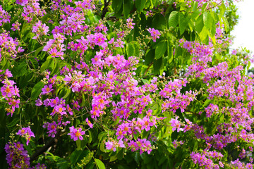 Lagerstroemia speciosa, Queen's crape myrtle , Pride of India.