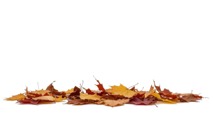 Pile of colorful autumn maple leaves isolated on a transparent background. The vibrant mix of yellow, orange, brown, and red foliage symbolizes fall season, nature, and change.