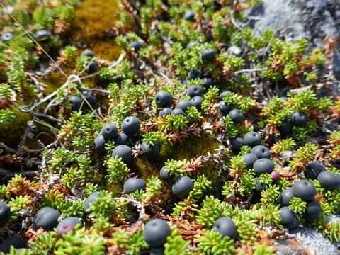 Arctic tundra plant crowberry growing on rock with berries