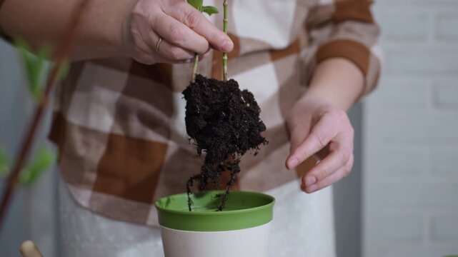 Plant lover gently lifts root ball with moist soil and transfers plant into plastic planter capturing detailed hands in nurturing repotting process in cozy indoor setting under soft light on table