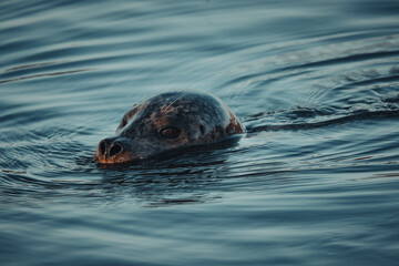 Fototapeta premium A harbor seal with big, curious eyes, breaks the surface of the dark water. Its sleek head and whiskers are visible as ripples spread out from its body.