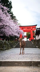 Deer at Shrine Steps, Cherry Blossoms, Japan